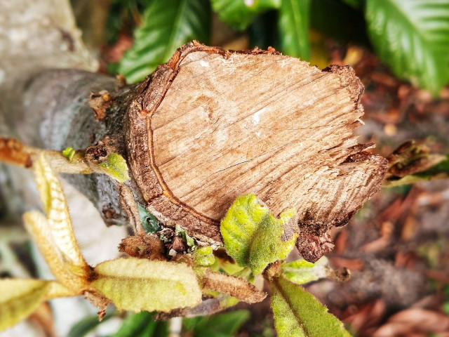 Baumpflege & -schnitt