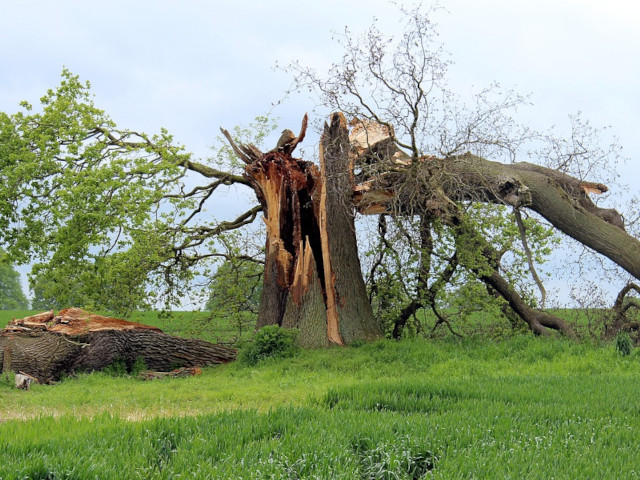 Baumpflege & -schnitt