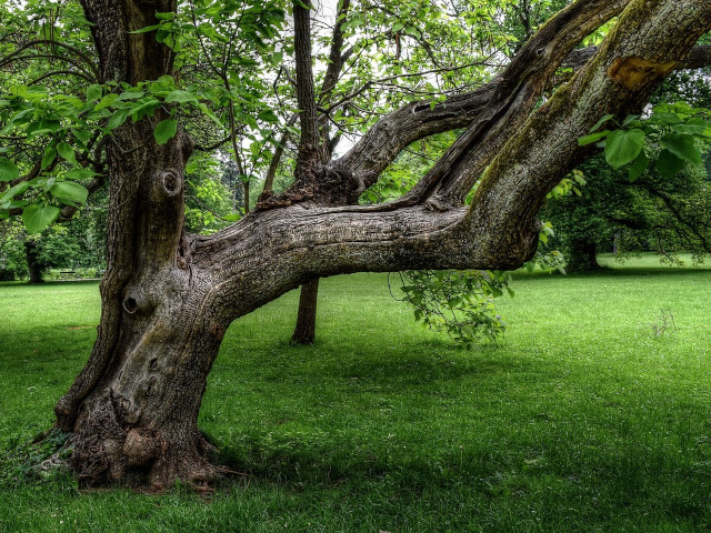 Baumpflege & -schnitt
