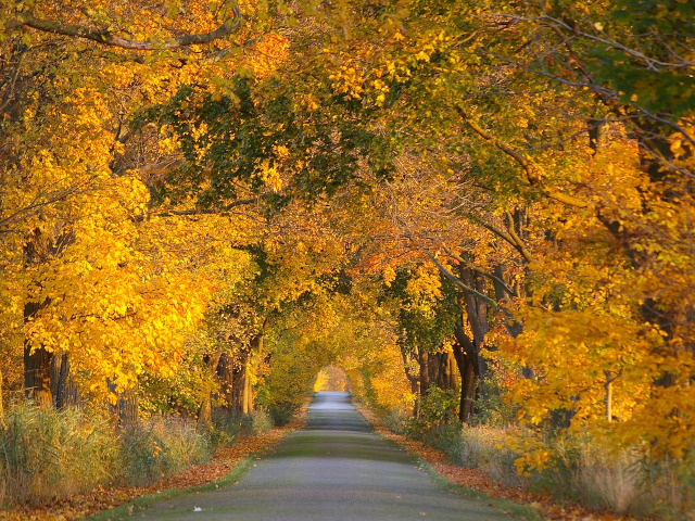 Baumpflege & -schnitt