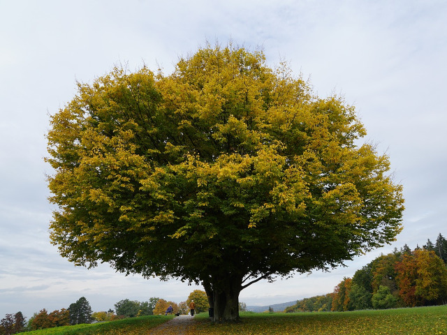 Baumpflege & -schnitt